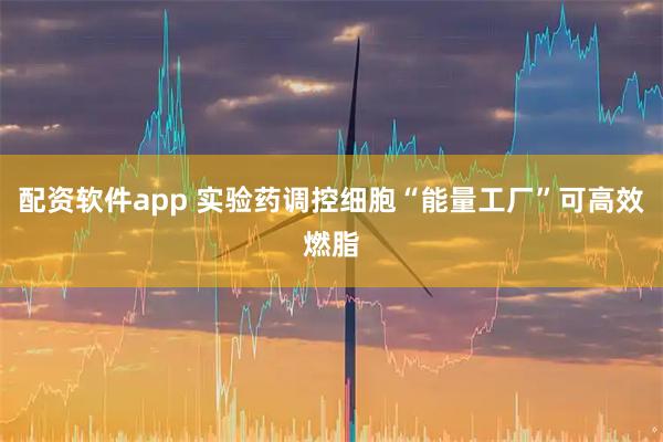 配资软件app 实验药调控细胞“能量工厂”可高效燃脂